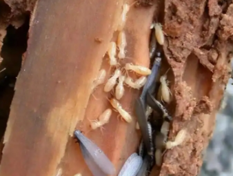 西秀白蚁防治公司分享出租房防虫管理指南，助力房东稳定房源品质